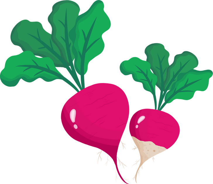 fresh radish vegetable illustration